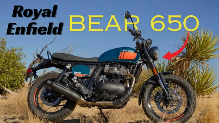 Bear 650